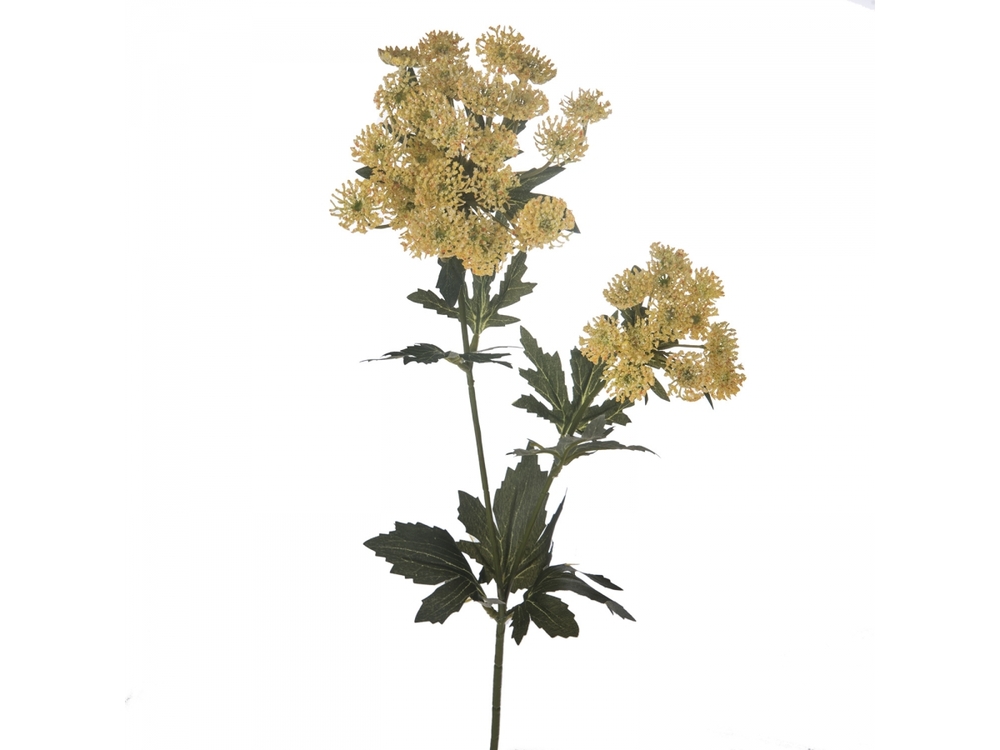 Achillea giallo